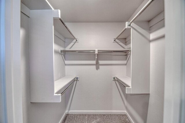 walk in closet featuring carpet floors