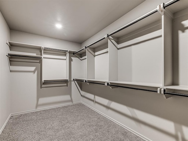 spacious closet featuring carpet floors