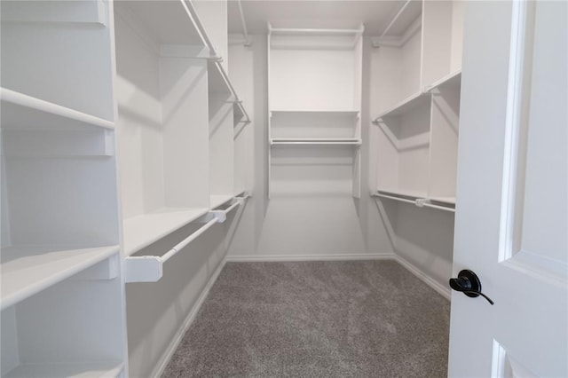 walk in closet featuring carpet floors