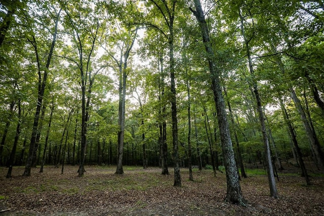 view of local wilderness