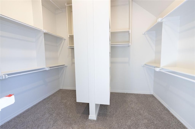 spacious closet featuring carpet flooring