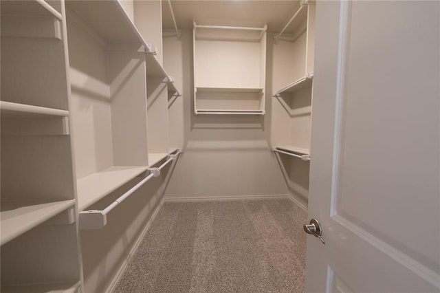 spacious closet featuring carpet flooring