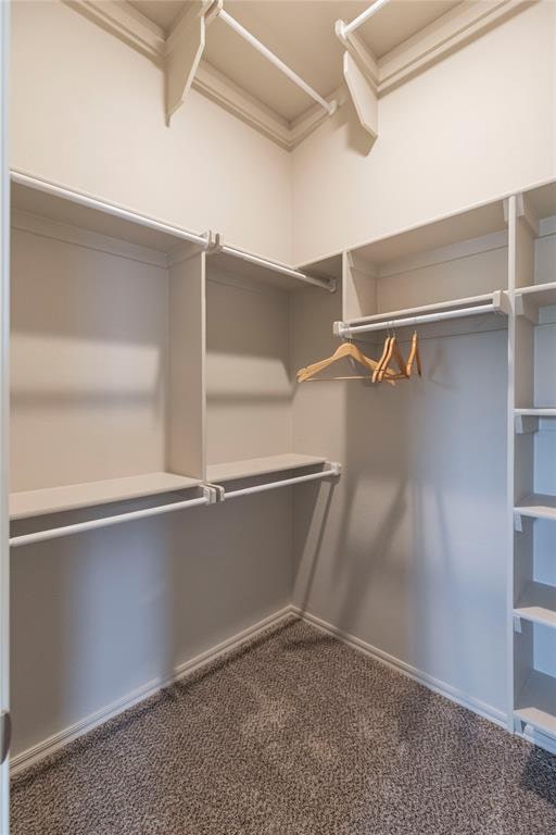 walk in closet with carpet flooring