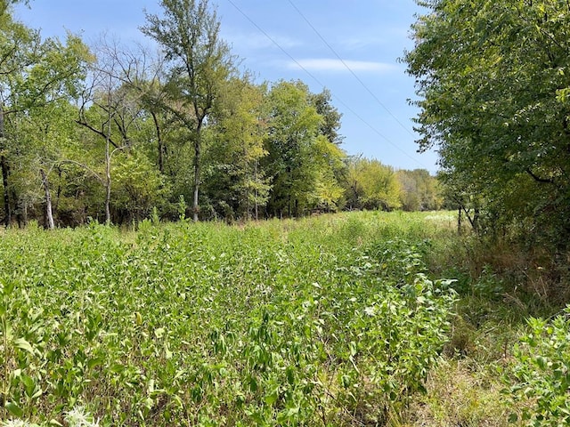 view of local wilderness