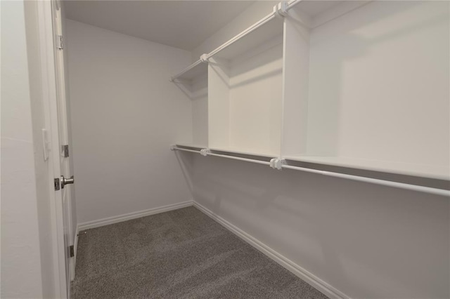 walk in closet featuring carpet flooring