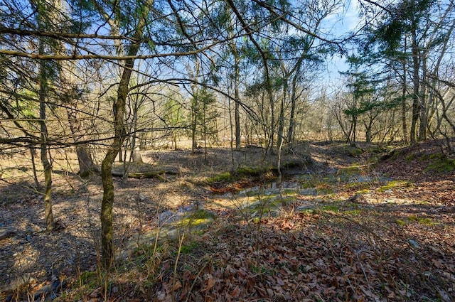 view of local wilderness