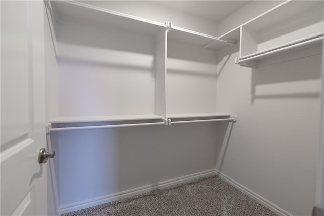 walk in closet featuring carpet floors