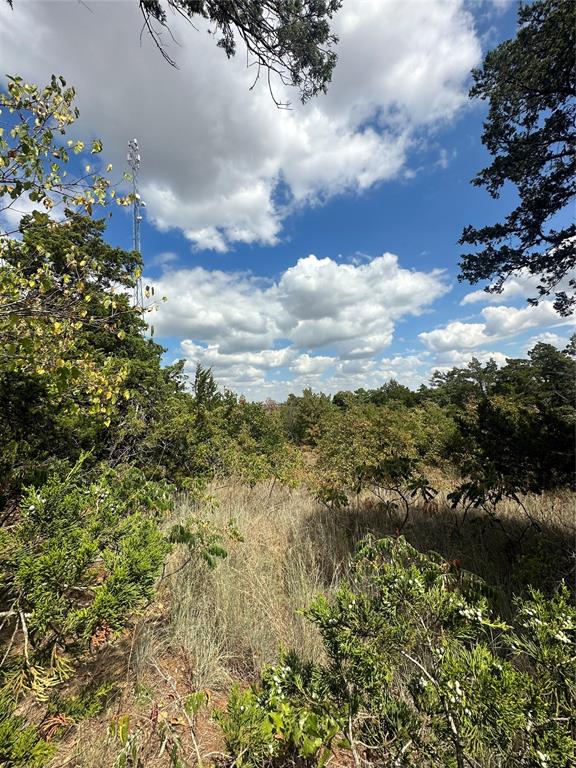 view of local wilderness