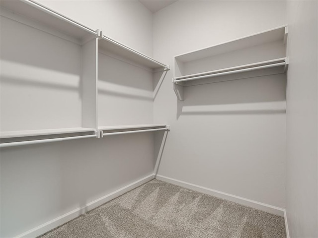 walk in closet with carpet flooring