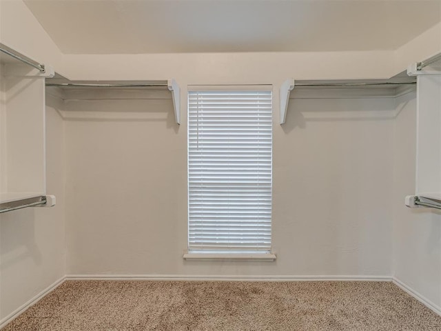 walk in closet with carpet flooring