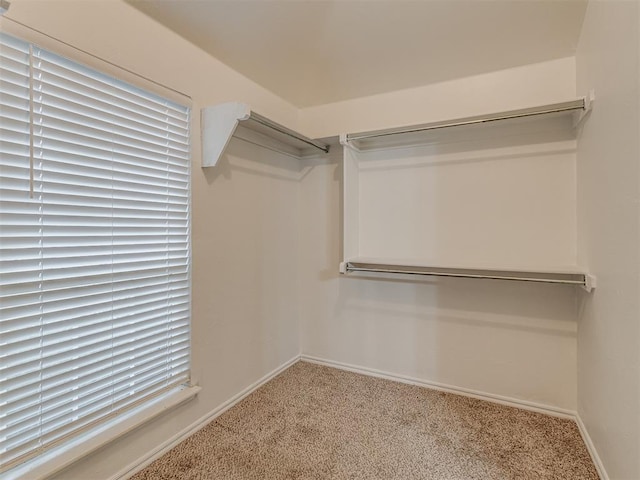 walk in closet featuring carpet