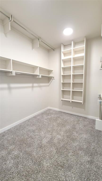 walk in closet with carpet flooring