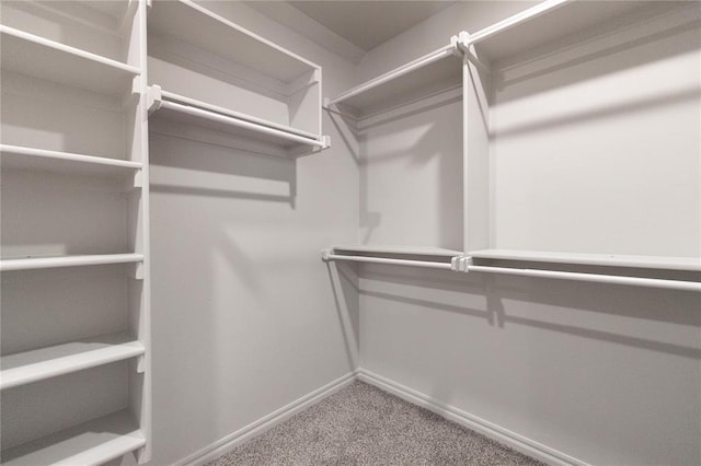 walk in closet with carpet floors