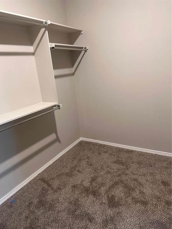 walk in closet with carpet flooring