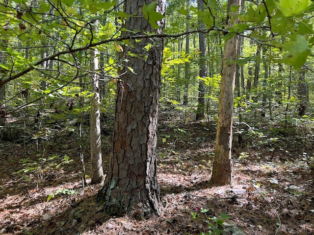 view of local wilderness