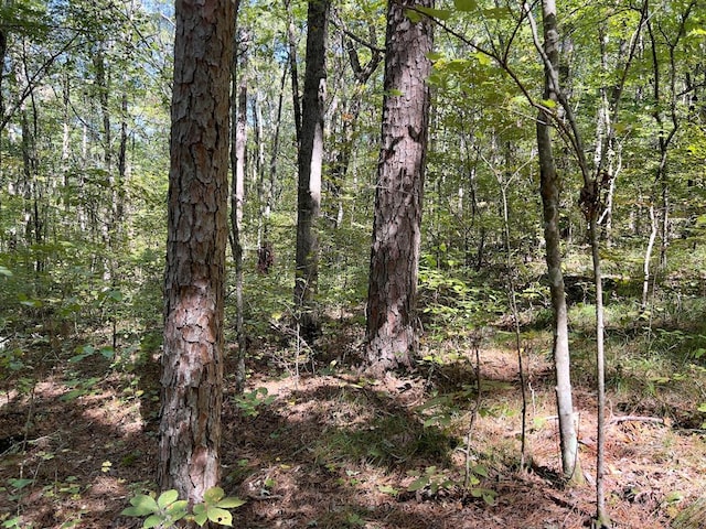 view of local wilderness