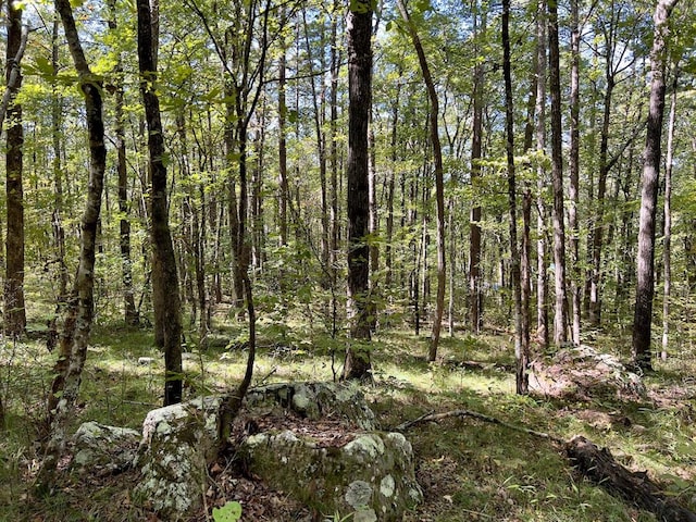 view of local wilderness