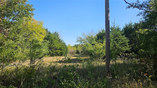 view of local wilderness