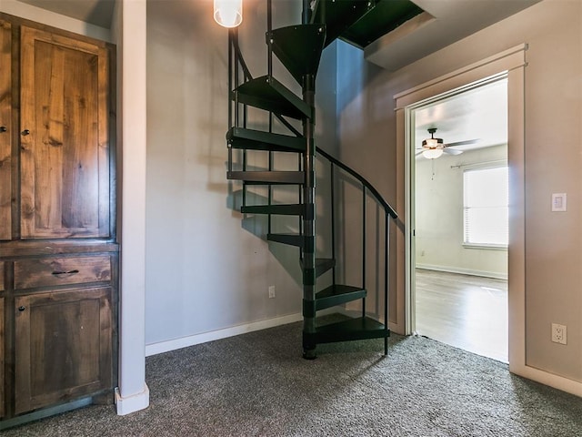 stairway featuring ceiling fan and carpet floors