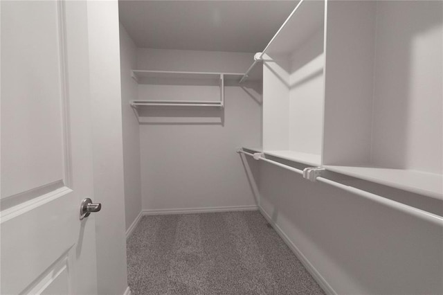 spacious closet featuring carpet flooring