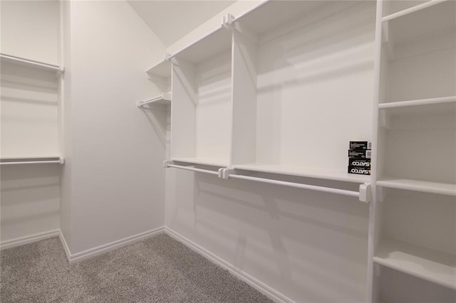 spacious closet featuring carpet