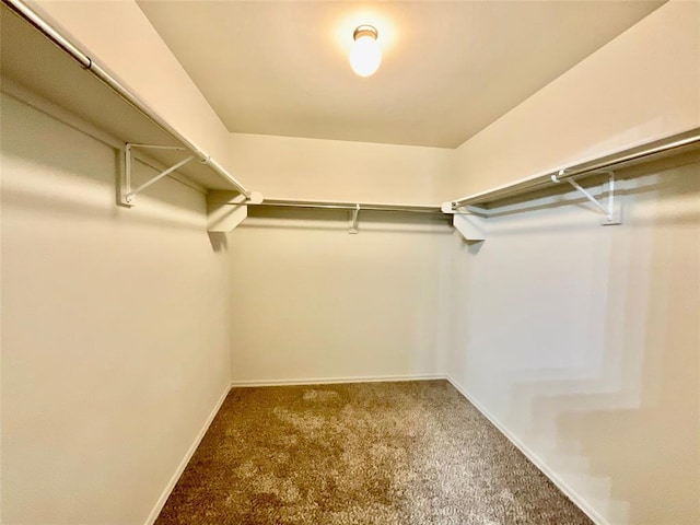 walk in closet featuring carpet floors