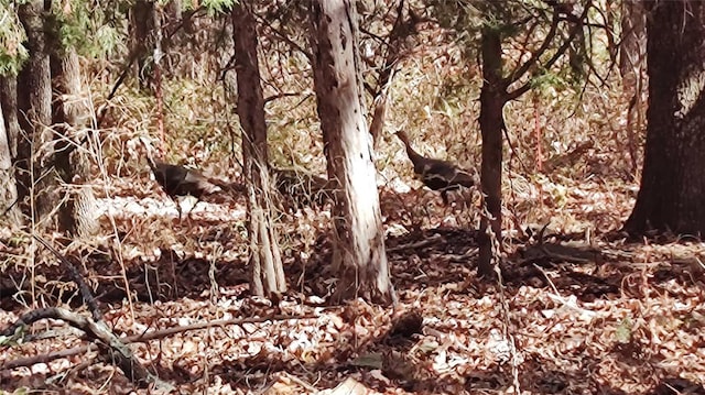 view of local wilderness