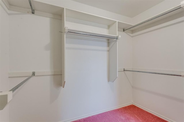 walk in closet with carpet flooring