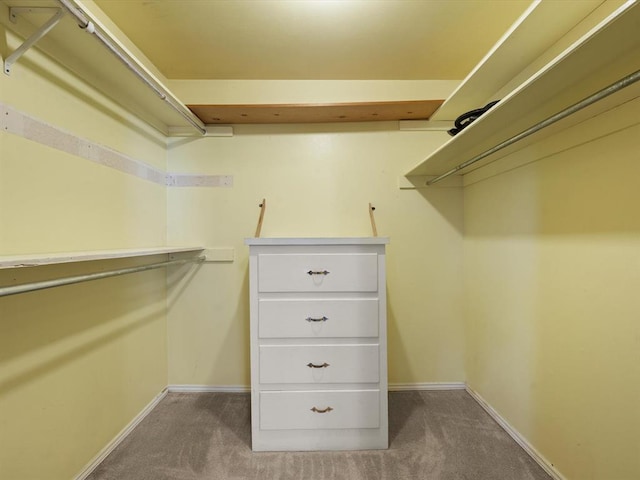 walk in closet with carpet floors