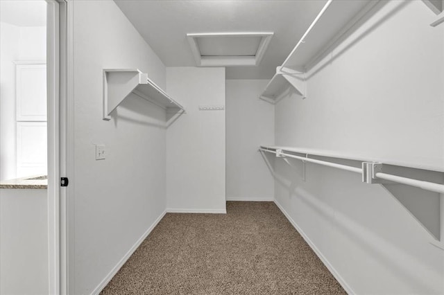 spacious closet featuring carpet floors