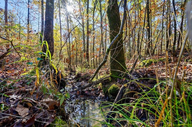 view of local wilderness