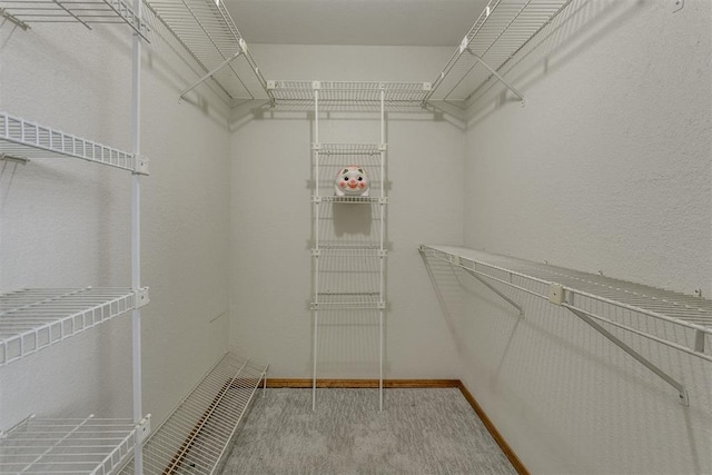 spacious closet featuring carpet