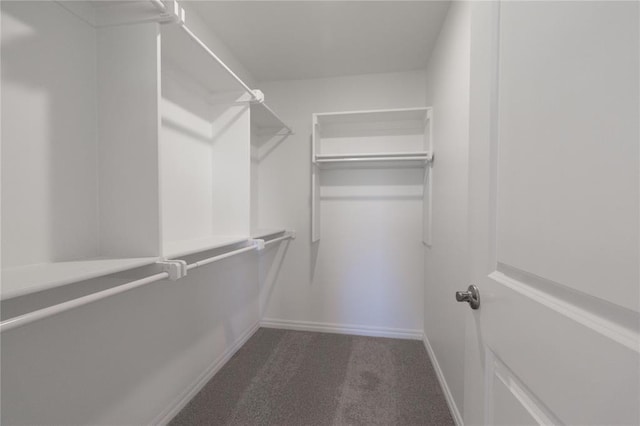 walk in closet with carpet floors