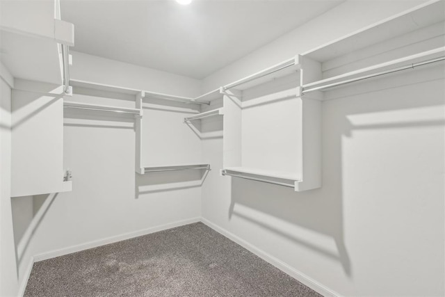 walk in closet with carpet flooring