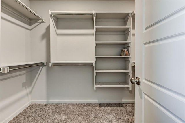 walk in closet with carpet floors