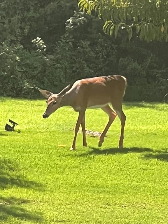 surrounding community with a lawn