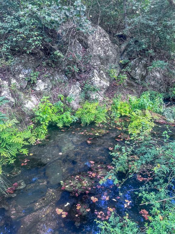 view of local wilderness