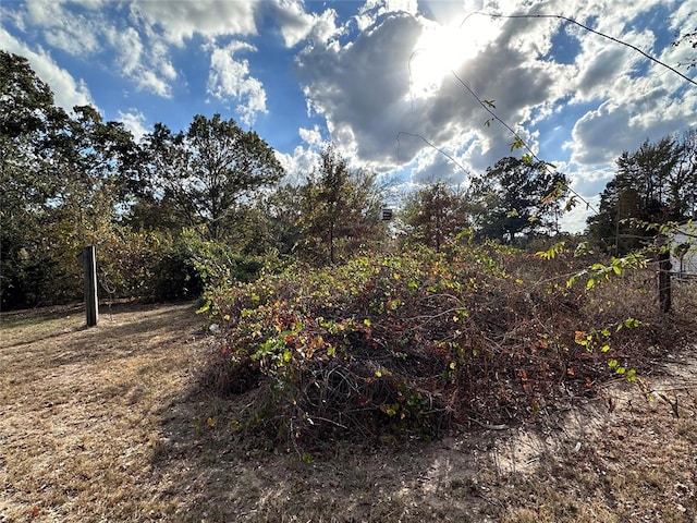 view of local wilderness