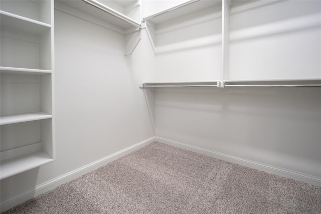 walk in closet featuring carpet floors