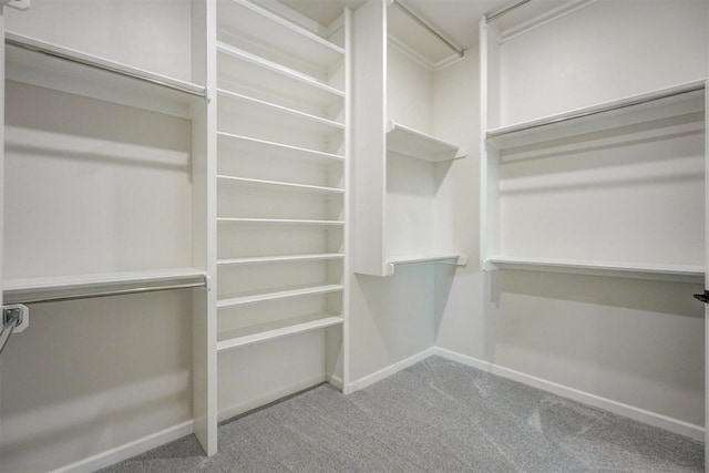 walk in closet featuring carpet flooring