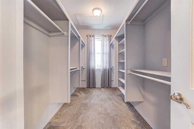 spacious closet featuring carpet flooring