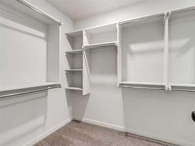 walk in closet with carpet floors