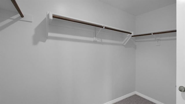 spacious closet featuring carpet