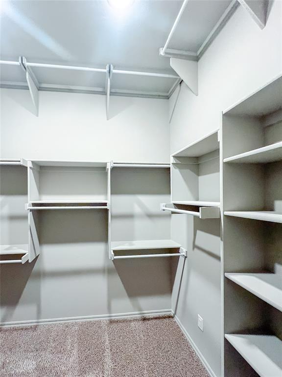 spacious closet featuring carpet flooring