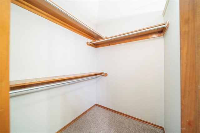 spacious closet featuring carpet floors