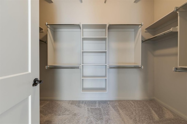 walk in closet featuring carpet floors