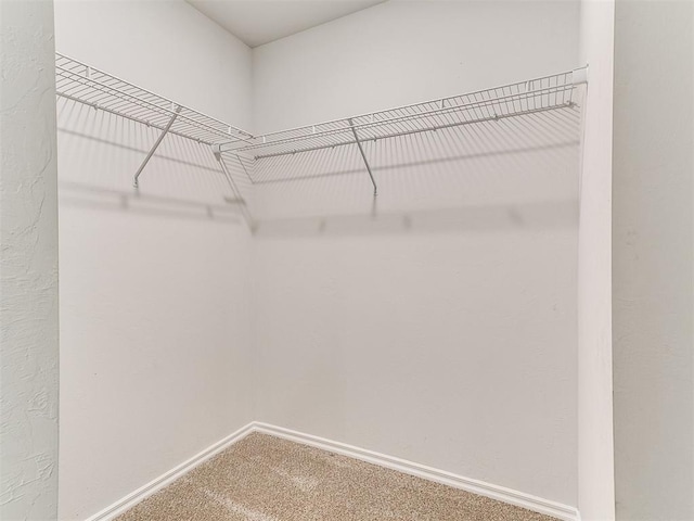 walk in closet with carpet floors