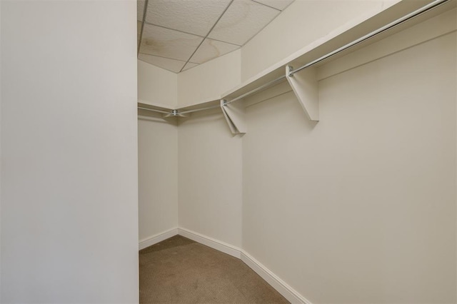 spacious closet with carpet and a drop ceiling