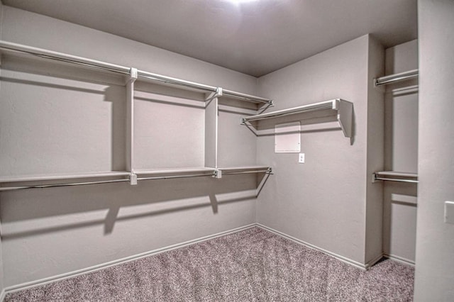 walk in closet with carpet flooring