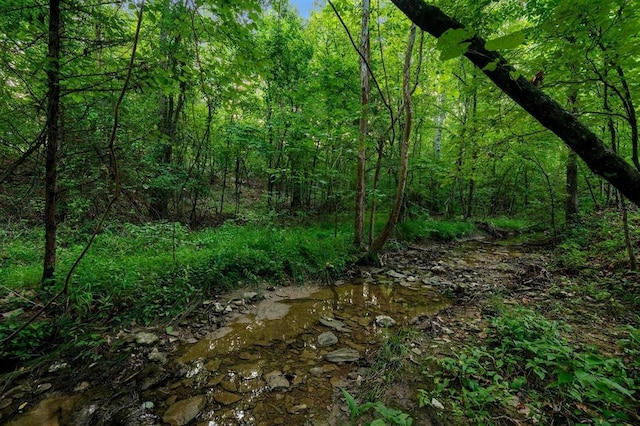 view of local wilderness